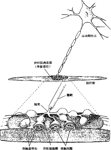 运动神经元末梢在骨骼肌上形成的突触结构